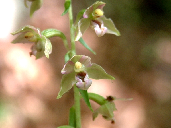 Epipactis helleborine e E. schubertiorum (?)